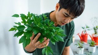 Innovative Plant Care Techniques I Wish I Knew Sooner [upl. by Yug625]