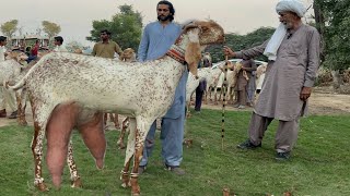 Pakistan Biggest Makhi Cheeni Beetal Goats Farm Haidry Goat Farm goat goatfarming bakra farming [upl. by Launam]