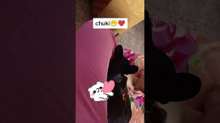 reel elenabr tiktok parati viral youtuber tiktokers tiktokvideo tiktokviral pets mascotas [upl. by Yenhoj]