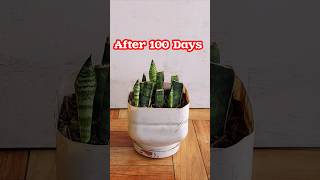 Unique way to Propagate Snake Plant100 Days Growth Update [upl. by Nevar979]