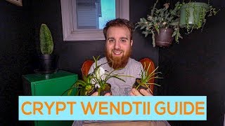 CRYPTOCORYNE WENDTII GREEN BROWN RED EASY AQUARIUM PLANT GUIDE [upl. by Yrffoeg]