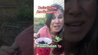 Succession 🍉Planting Watermelon in the Landscape Campbell’s Freedom Farm [upl. by Ebby]