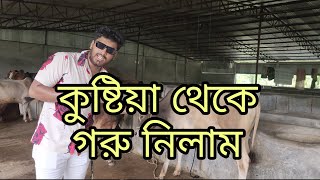 কুষ্টিয়ার গরু নিয়ে আসছি চট্টগ্রামে  kushtiyar goru  Chittainga TV [upl. by Arrad378]