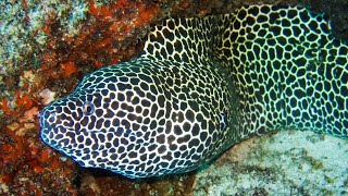 Facts The Honeycomb Moray Eel [upl. by Enaenaj997]