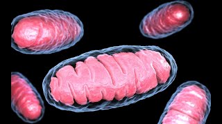 La respiration cellulaire en 15 minutes  SVT [upl. by Annuahs677]