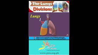 The Lungs I Division [upl. by Pacifa247]