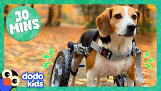 30 Minutes Of Dogs And Cats Being Ridiculous And Cute  Dodo Kids  Animal Videos For Kids [upl. by Jasper]