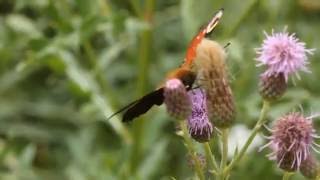 Lebensraum Wiese ein Biotop für viele Insekten [upl. by Valerie]