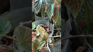 Begonia plants plantlover plants [upl. by Suolhcin]