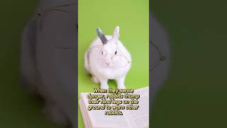 quot10 Surprising Rabbit Facts to Blow Your Mindquot part1 rabbit rabbits facts [upl. by Cr]