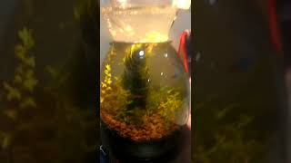 Attaching Christmas mossvesicularia montagnei to nano aquascaped aquarium [upl. by Iak]