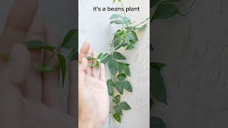 Beans plant  lobia ka poda shorts plantlovers [upl. by Gordy315]