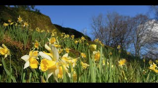 Bloeiende soorten Botanische Tuin Nijmegen janapril Voorstelling 30012018 [upl. by Ebba]