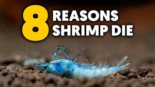 Dwarf Shrimp 🦐 8 Reasons Why Your Shrimp Are Dying amp Solutions [upl. by Mad]