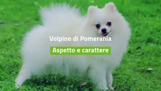 Volpino di Pomerania aspetto e carattere [upl. by Llerral]