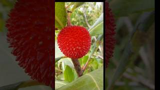 nature plante flowers fruit fall automne Fruit dautomne Larbousier arbouse Issisenou [upl. by Ennazzus]