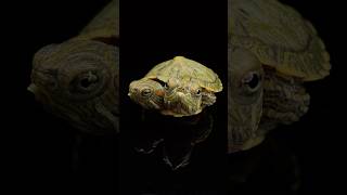 Two Headed Turtle Update‼️ Part 3 [upl. by Sajet]