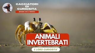 Animali Invertebrati  Per bambini della scuola elementare [upl. by Sirenay]