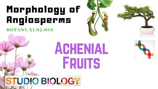 BOTANY XI05086 – Morphology of Angiosperms – Achenial Fruits [upl. by Kanter780]