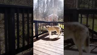 Siberian Husky Wants to Go Outside – Howling Husky shorts [upl. by Mrots]