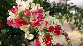 Beautiful Flowers Bougainvillea Variegated [upl. by Acisseg733]