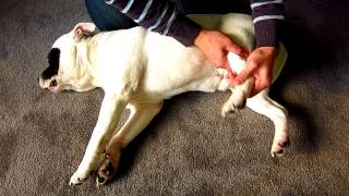 How to perform examination on your dog when hes lame  limping  holding one leg up Teneriffe Vet [upl. by Einahpet]