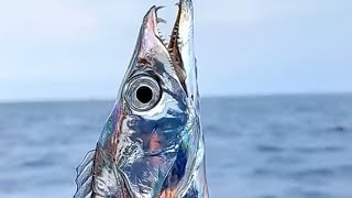 VIDEOS DE PESCA 2024 [upl. by Aehsrop]