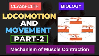 Locomotion and Movement CLASS 11TH BIOLOGY  Mechanism of Muscle Contraction  PART2  NEET NCERT [upl. by Maxama]