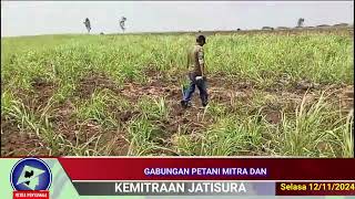 GABUNGAN PETANI DAN TIM PANDU KAYU MANIS ANTISIPASI HAMA TIKUS KEMITRAAN JATISURA [upl. by Simonetta]