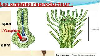 Biologie végétale les Bryophytes botanique [upl. by Seditsira218]