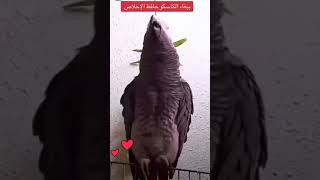 كاسكو افريقي Psittacus erithacus او الكاسكو الرمادي قرأن سورة الاخلاص [upl. by Bickart]