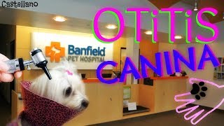 Otitis en Perros como limpiar y aplicar gotas a los Oidos Coton de Tulear I Lorentix [upl. by Zigmund]