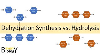 Dehydration Synthesis vs Hydrolysis [upl. by Khalid]