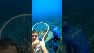 fishing lobsterfishing lobstering diving scubadiving fish giantlobster lobster music [upl. by Suez]