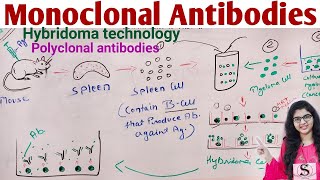 Monoclonal antibodies  Monoclonal antibodies microbiology HYBRIDOMA TECHNOLOGY [upl. by Dynah770]