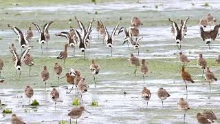 Godwits decide not to fly at the same time [upl. by Nevart839]