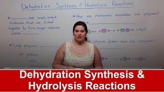 Dehydration Synthesis and Hydrolysis Reactions [upl. by Halac]