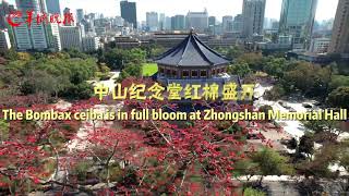 Enjoy quotChinas most beautiful Bombax ceibaquot in Guangzhou [upl. by O'Doneven154]