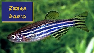 Zebra Danio  Profile and Care Guide [upl. by Leandra]