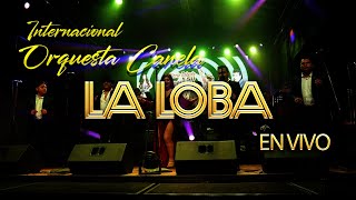 Orquesta Canela EN VIVO  La Loba [upl. by Collette]