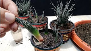 How to grow Zebra plant from Leaf  Haworthia [upl. by Noble759]