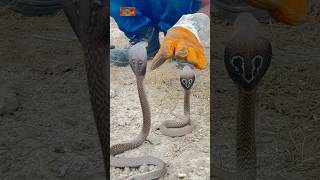 Dangerous baby spectacled cobra naag￼ spectacledcobra snakevideo viralshort viralvideo cobra [upl. by Aisek]