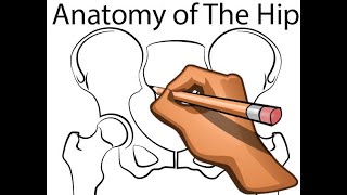 Hip Joint  Part 4  Normal Anatomy  Anterior and Posterior Columns of the Acetabulum [upl. by Eahsel]