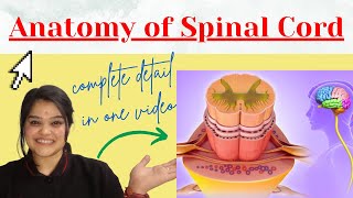 Spinal cord anatomy MBBS in detail with notes  BD Chaurasia [upl. by Abih]