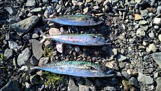 Makrell fiske klipp  Mackerel Compilation 2015  2019 At Lysaker Oslo [upl. by Verneuil]