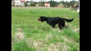 Gordon setter field trial training [upl. by Friedberg900]