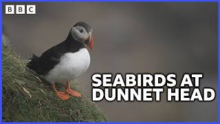 Spotting Puffins and Razorbills at Dunnet Head  Roaming in the Wild  BBC Scotland [upl. by Kingston]