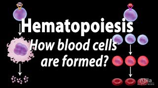 Hematopoiesis  Formation of Blood Cells Animation [upl. by Grubb]