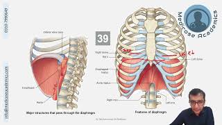 Diaphragm [upl. by Ellenrahc]