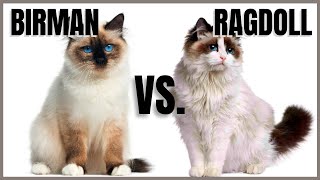 Birman Cat VS Ragdoll Cat [upl. by Cirillo]